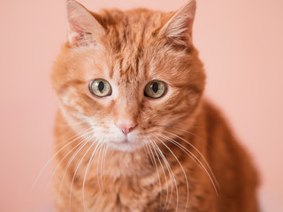 Lovely red cat. Soft focus.