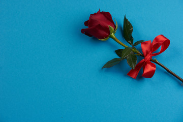Red rose flower on blue background, In love card concept with copy space. Valentine's day theme