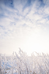 Field grass in the winter on sky background