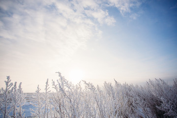 Blue winter sky with the grass field