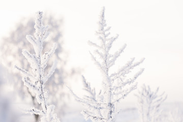 The meadow grass covered with frost on a light background