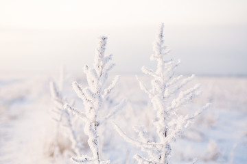 Field grass covered with a layer of frost