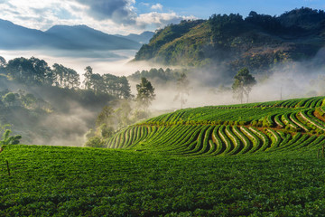 Misty morning sunrise in strawberry garden, View of Morning Mist at doi angkhang Mountain, Chiang Mai, Thailand