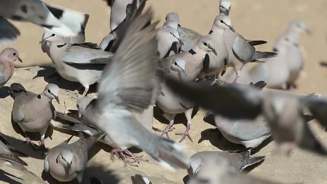 Cape turtle doves (Streptopelia capicola) gathering at a waterhole, Kalahari desert, South Africa