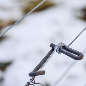Drahtspanner im Weingarten