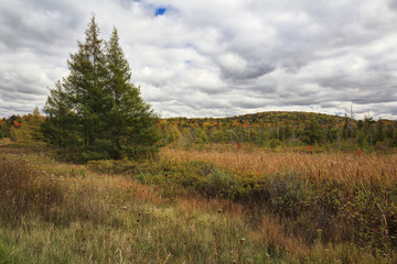 Overcast skies over National Hiawatha Forest