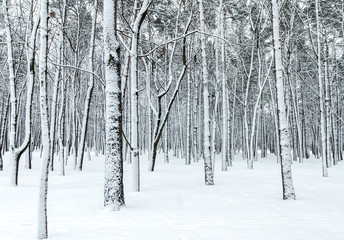 beautiful winter forest scene with bare trees covered with snow
