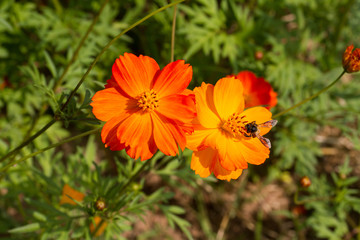 Sulfur Cosmos flower