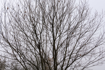 Fototapeta na wymiar Leafless Tree Branches