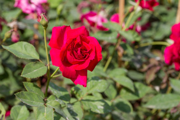 red foses in the garden