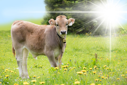 eine junge Kuh steht im Sonnenschein auf einer saftigen Wiese