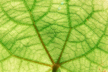 Green Leaf Texture Over White Background/ Leaf Texture.