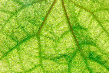 Green Leaf Texture Over White Background/ Leaf Texture.