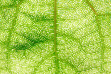Green Leaf Texture Over White Background/ Leaf Texture.