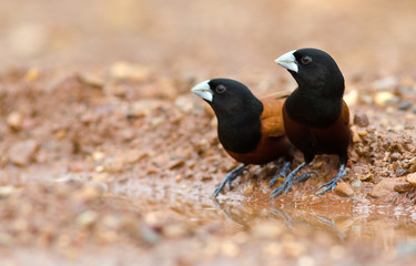 Obraz premium Chestnut Munia or Black-headed Munia ( Lonchura atricapilla ) into the water puddles on the dirt groundม Beautiful of Bird, Bird of Thailand