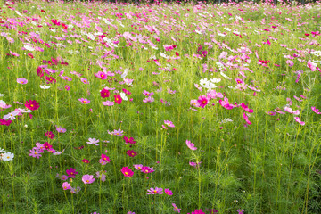 cosmos flower field