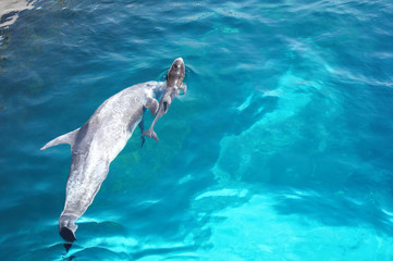 Naklejka premium Dolphin diving pool