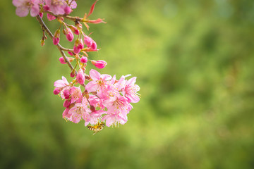 Fototapeta premium Cherry Blossom trees in spring, The wild himalayan cherry