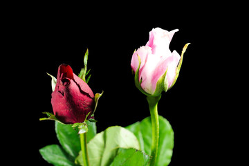 Closeup shot of isolated two roses on black, pink and red rose.