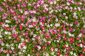 gypsophila flower blurred, selective focus
