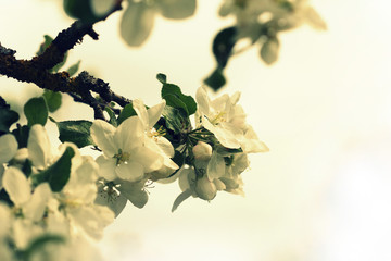 Spring blossom background. Apple flowers in bloom