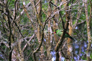 Bornean Green Magpie (Cissa jefferyi) - ボルネオタンビヘキサン