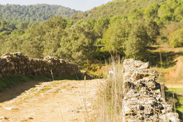 Fototapeta premium puentes