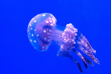 Naklejka premium Jellyfish on blue background, close up, detail