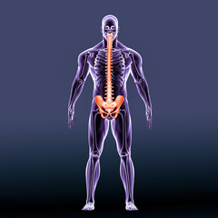 3D illustration and 3d render human skeleton performs six major functions; support, movement, protection, production of blood cells, storage of minerals and endocrine regulation.
