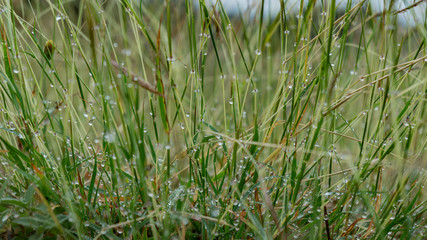 grass and dew