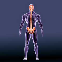 3D Illustration of Human Skull with Spine and Pelvis
