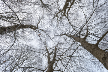 vereiste Baumkronen unter grauen Himmel