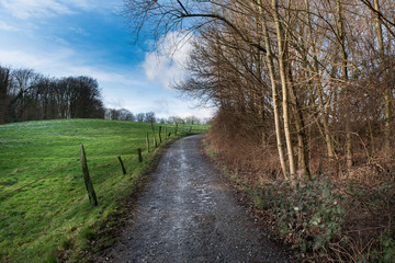 Feldweg in der Weidenlandschaft