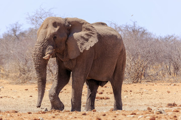 Fototapeta na wymiar Elephant in Etosha park Namibia