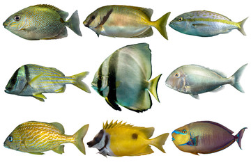 Set of sea nr.5- reef fish on white background