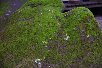 名主の滝公園　苔
