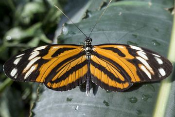 Tiger Longwing butterfly (Heliconius hecale), close up
