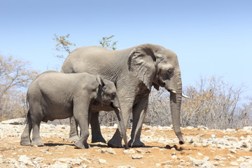 Fototapeta premium Elephants in Etosha park Namibia
