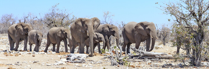 Fototapeta premium Elephants in Etosha park Namibia