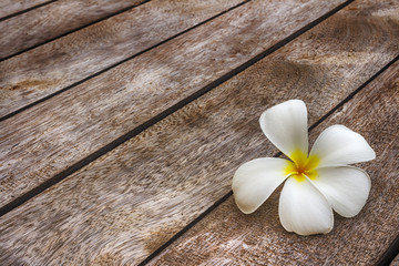 Delicate flower on the wooden background
