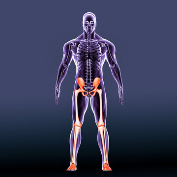 The Human Leg Is The Entire Lower Extremity Or Limb Of The Human Body
