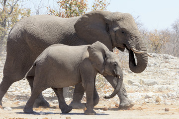 Elephants in Etosha park Namibia