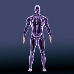 3d illustration human body heand