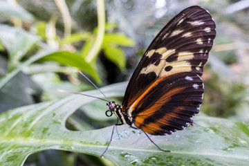 Tiger Longwing butterfly (Heliconius hecale)