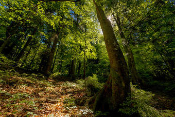 Beech forest on the Carpathian mountains.