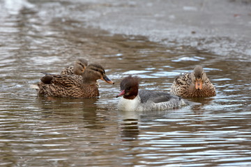 goosander duck-female