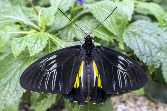 Black Butterfly insect feeding on a flower