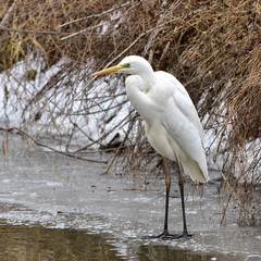 white egret in winter time,Hradecky pond,Tovacov