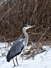 grey heron and winter fishing
