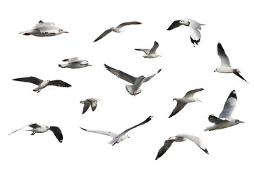 set of seagulls isolated on white background.